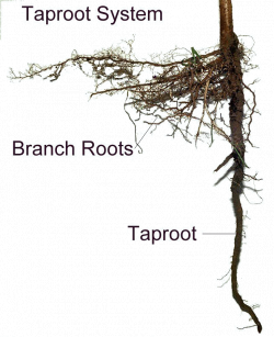 Characterized by having one main root (the taproot) from which ...