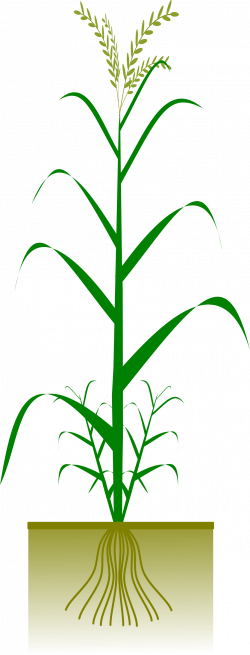 Animated rice plant - crazywidow.info