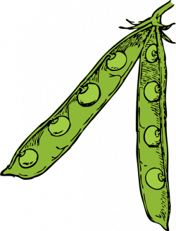 Free Image on Pixabay - Peas, Legumes, Leguminous Plants | Pinterest ...