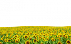 Sunflowers PNG file ..Use Anywhere by TheArtist100 on DeviantArt