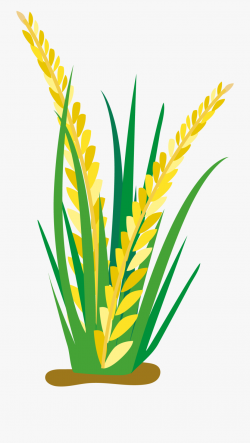 Cartoon Oat Clip Art Ears Transprent Png Ⓒ - Rice Plant ...