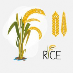 rice set. letter - vector illustration vector art ...