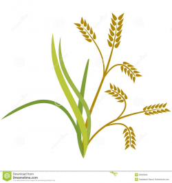 Rice crop clipart » Clipart Portal