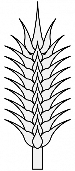 Wheat Plant Drawing at GetDrawings.com | Free for personal use Wheat ...