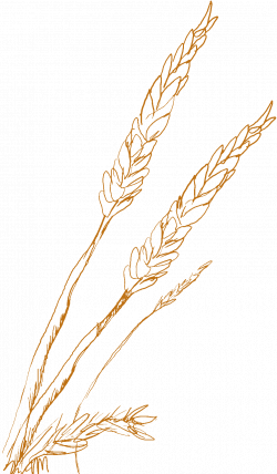 wheat sketch | Wedding Ideas | Pinterest | Sketches, Tattoo and ...