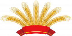 Common wheat Ear Clip art - Red ribbon wheat harvest 1614*816 ...