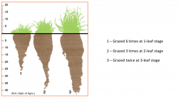 Regenerating Our Landscape | Soils for Life Blog