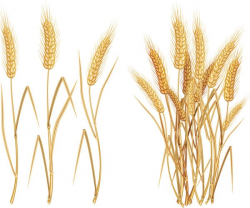 Yellow wheat crop – vector material | My Free Photoshop World