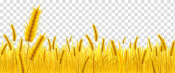 Crop Farm Agriculture Harvest , wheat transparent background ...