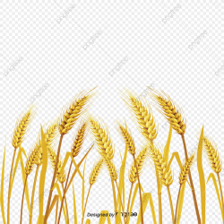 Wheat, Fall, Golden Wheat Field, Food Crops PNG Transparent ...