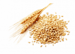 Wheat Germ, Transparent Png Download For Free #4577022 ...