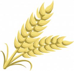 19 Wheat clipart HUGE FREEBIE! Download for PowerPoint presentations ...