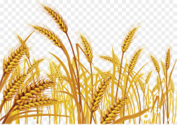 Wheat Cartoon clipart - Wheat, Grass, transparent clip art