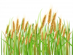 Wheat Cartoon clipart - Wheat, Grass, transparent clip art