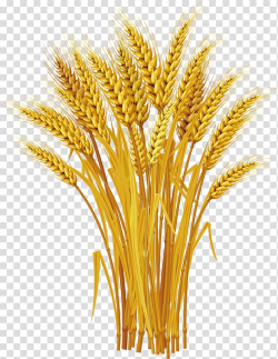 Wheat grass illustration, Wheat Ear , Yellow wheat harvest ...
