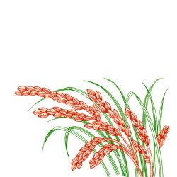 Paddy Field Oryza sativa Rice - Wheat 1500*1500 transprent Png Free ...