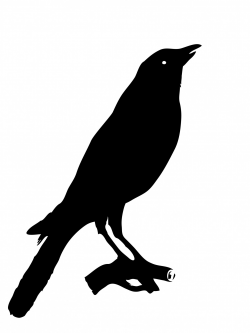 Bird Crow Clipart Free Stock Photo - Public Domain Pictures