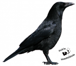 Crow Clipart HD - 20557 - TransparentPNG