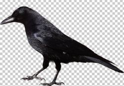 American Crow Common Raven PNG, Clipart, American C, Animals ...