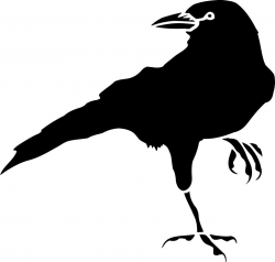 Crow Clip Art | Owl | Crows drawing, Crows ravens, Crow ...
