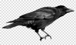Crow illustration, Crows , Crow transparent background PNG ...