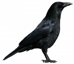 black crow standing png - Free PNG Images | TOPpng