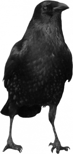 Black crow PNG image | The Crow | Pinterest | Crows
