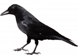 crow from side png - Free PNG Images | TOPpng