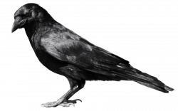 crow from side png - Free PNG Images | TOPpng
