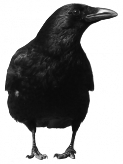 Crow png - Free PNG Images | TOPpng
