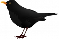 Blackbird Clip art - Cartoon black crow png download - 960 ...