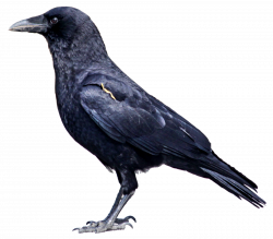 Corbie-Crow: Corbie-Crow's Image
