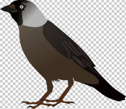 Crows Bird Drawing PNG, Clipart, Animals, Beak, Bird, Bird ...
