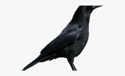 Crow Clipart Crow Bird - Apollo's Raven #1557276 - Free ...
