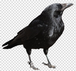 Black crow, Bird , Crow transparent background PNG clipart ...