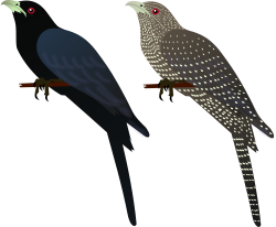 28+ Collection of Koyal Bird Drawing | High quality, free cliparts ...