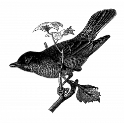 Digital Stamp Design: Antique Bird Illustration Artwork Digital ...