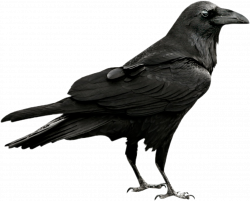 crow dark gothic creepy gothicstuff...