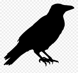 Crow Raven Animal - Halloween Black Crow Clipart (#456673 ...