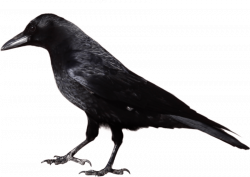 black crow standing png - Free PNG Images | TOPpng