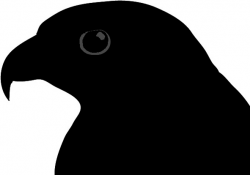 Bird American crow Clip art Common raven - chicken head ...