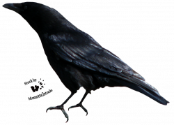 Cut-out stock PNG 62 - perching crow by Momotte2stocks on DeviantArt