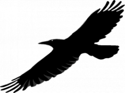 28+ Collection of Flying Raven Clipart | High quality, free cliparts ...