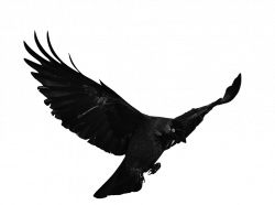 STOCK Raven Flying (with Alpha Layer) by netzephyr on DeviantArt ...