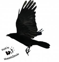 Cut-out stock PNG 18 - flying crow by Momotte2stocks on DeviantArt