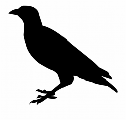 Raven Crow Raven Bird Bird Png Image - Raven Silhouette Png ...