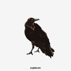 Black Crow, Crow, Birds, Cute Crow PNG Transparent Clipart ...