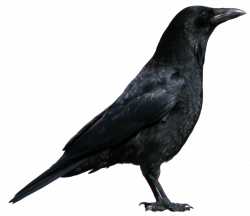 Cut-out PNG 06 - nice crow profile by *Momotte2stocks on deviantART ...
