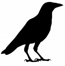 American crow Common raven Bird Carrion crow Clip art ...