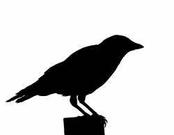 Crow, Bird Silhouette Clipart Free Stock Photo - Public ...